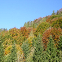 Herbstliche Blattfärbung